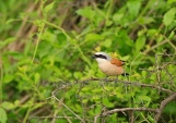 WildLife Photos of Birds, Shrikes, Red-backed Shrike, Lanius collurio